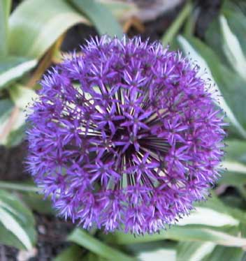 Allium Purple Sensation 2