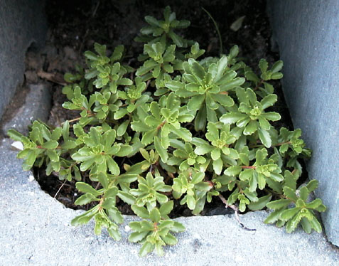 Sedum floriferum 1