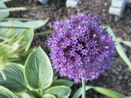 Allium Purple Sensation 1