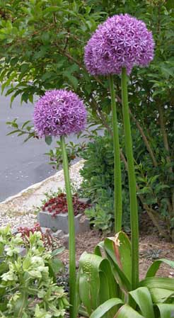 Allium Globemaster 1