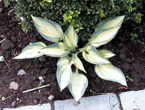 Hosta tardiana June 1